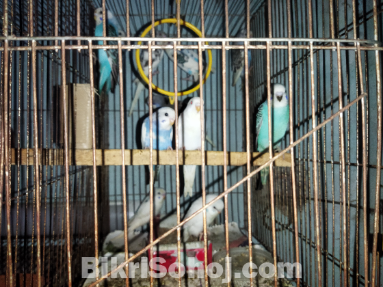 Budgerigar baby for sale